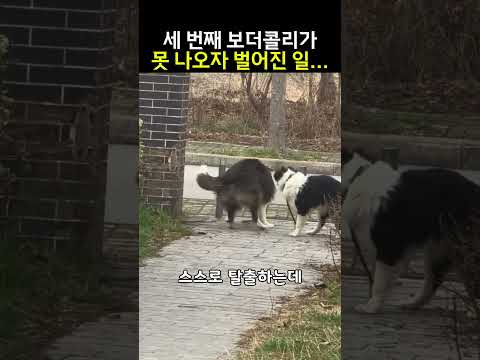 보더콜리가 진짜 천재견인 이유