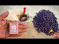 1000 SNAKE BOMB At Once Time Fire Crackers Testing In Diwali 2024 Cracker Testing 2024