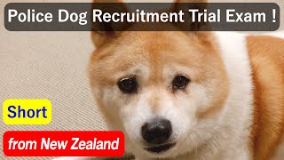"Police Dog Recruitment Trial Exam!"Shiba-Inu "Sen" in NZ #Shorts