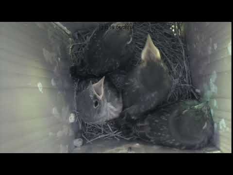 Getting close to fledge time.