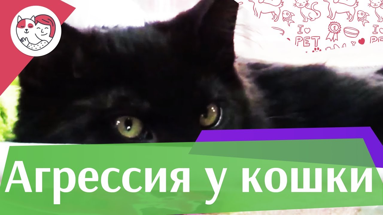 Причины агрессии кошек на ilikepet
