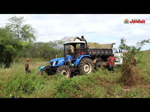 INÍCIO DO PROCESSO DE ENSILAGEM EM JANDUÍS