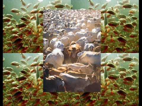 Daniel - Travessia do Araguaia