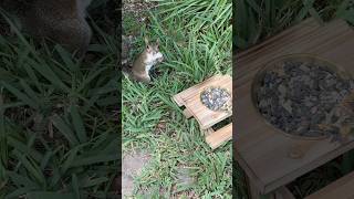 Introducing the New Feeder to the Squirrels #WildlifeShorts #CuteAnimal