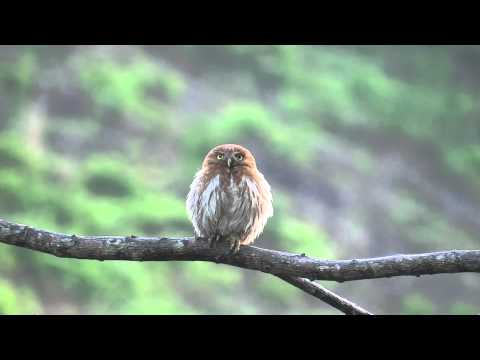 Glaucidium brasilianum