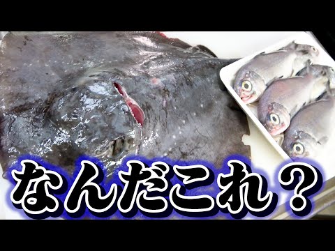 新しい魚ウイルスがティラピア資源を脅かす