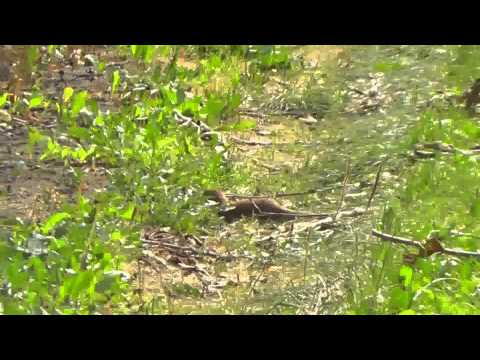 Polująca łasica / Hunting weasel (Mustela nivalis)