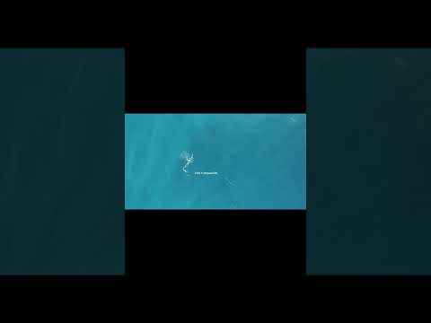 SCIoI Fish Oracle Predicting Winner: EM 2024 Spain vs. France