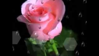 LOS TEMERARIOS  ACEPTA MI ERROR  CON POEMA