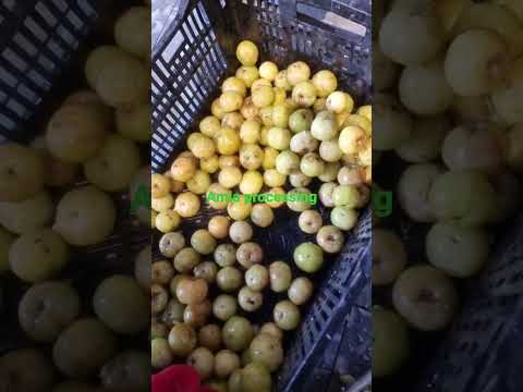 Amla processing