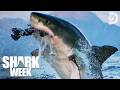 The World S Biggest Sharks Shark Week Discovery