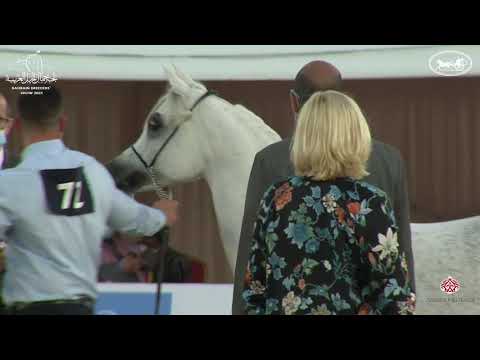 N 72 KAMILA AL RASHEDIAH   7th Bahrain Breeders Show 2021   Mares 7+ YearsOld Class 5