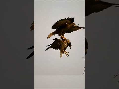 매를 사냥한건 누구지?