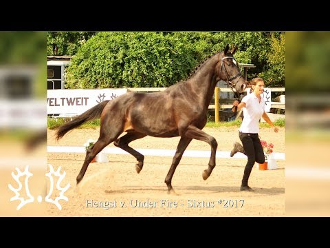 Kat. - Nr. 38 - Trakehner Hengstmarkt 2019 - Hengst v. Under Fire - Sixtus *2017