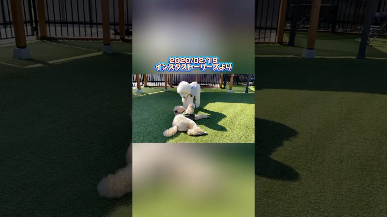 【過去のストーリーより】#愛犬#大型犬#プードル