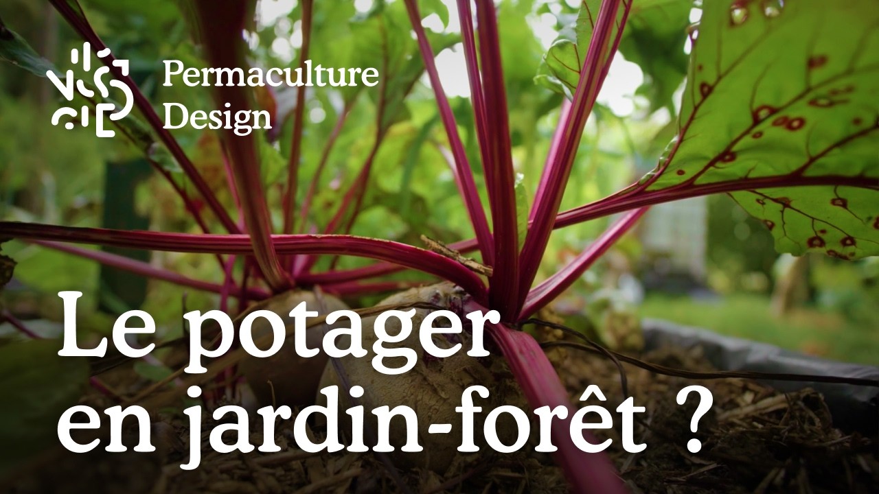 Comment faire un potager dans un jardin-forêt ?