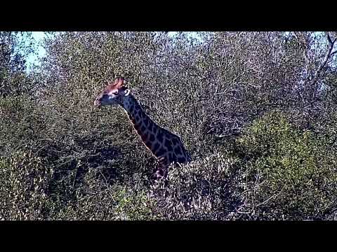 Djuma: Two Giraffes feeding - 15:13 - 06/07/2022