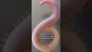 Glycera a.k.a Bloodworm