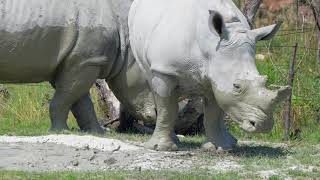 Download lagu । Copyright free, No copyright stock footage, Royalty free animal videos for youtube || Rhino mp3
