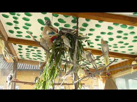 Schredderfest der Flugkobolde