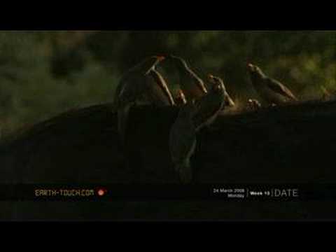 Buffalo and oxpeckers at dawn