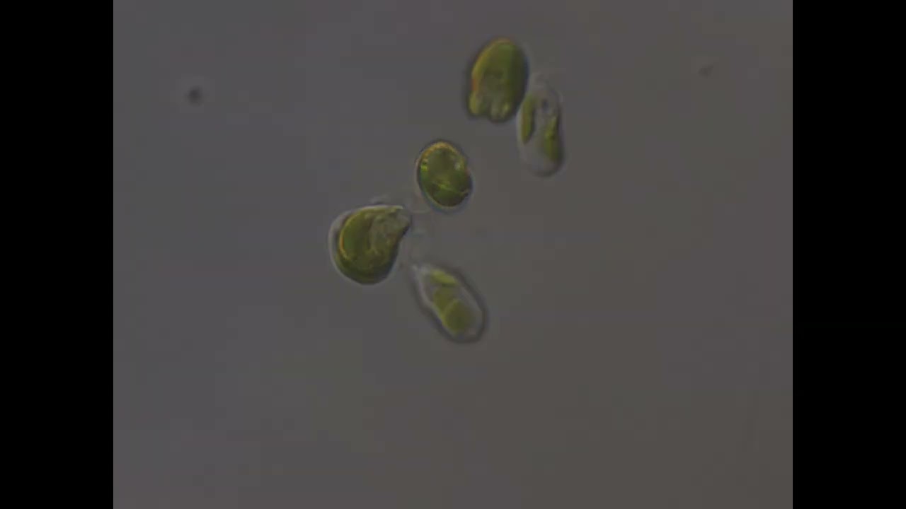 原生生物「ラパザ」が植物プランクトンの緑藻を捕食する様子