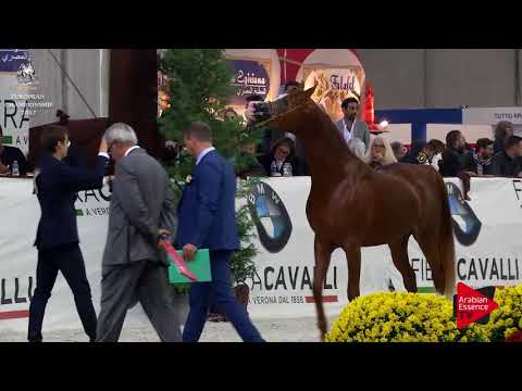 N.163 TCHAATA INIZIATO - Verona 2017 - 3 Years Old Colts (Class 6)