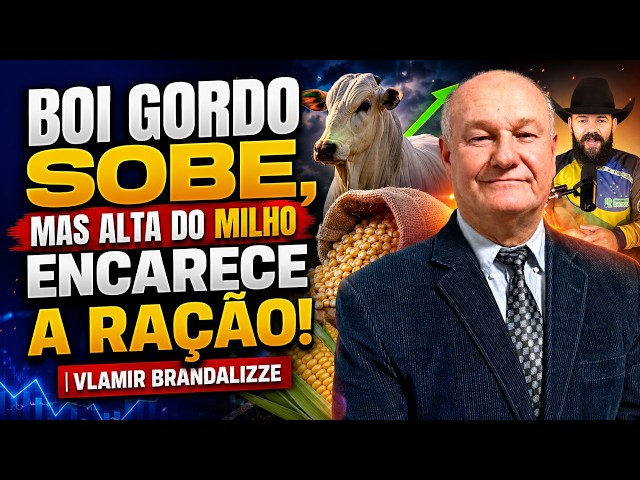 Boi Gordo sobe, mas alta do milho encarece a ração! | Vlamir Brandalizze.