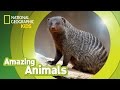 Banded Mongoose Amazing Animals