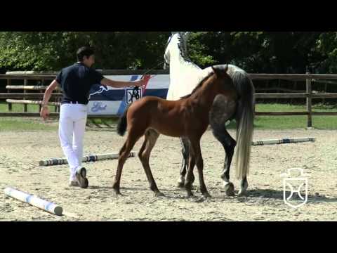 Cascadello II - Clarimo - Calido I