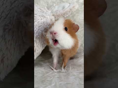 Weekly squeak our loudest guinea pig ever