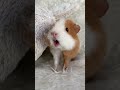 Weekly Squeak Our Loudest Guinea Pig Ever