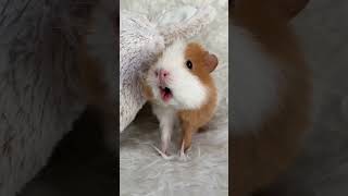 Download lagu Weekly squeak our loudest guinea pig ever mp3 Download lagu Weekly squeak our loudest guinea pig ever mp3