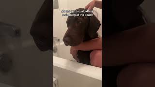 Download lagu He hates getting baths #puppy #puppiesof#fok #labrador #chocolatelab #labs#fok mp3
