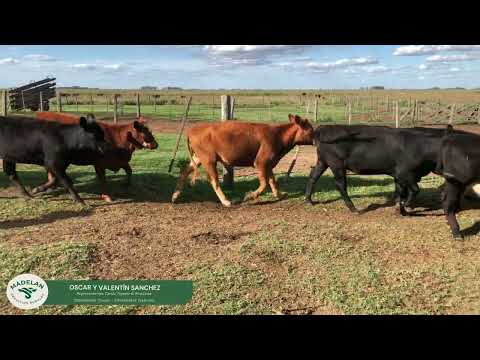 IRIARTE_74 VAQUILLONAS de 320 kg en BEUGUEY, Partido de CARLOS TEJEDOR, BUENOS AIRES 10-03-2026