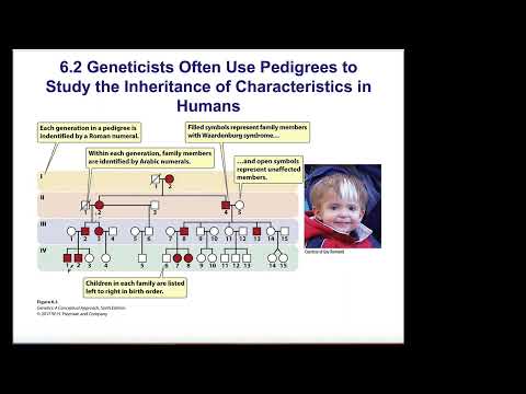 Chapter 6 Pedigree Analysis