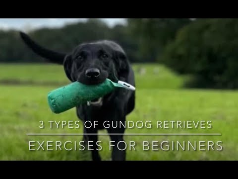 3 Gundog retrieve exercises for beginners