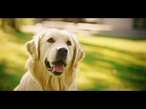 PetLabCo. UK
