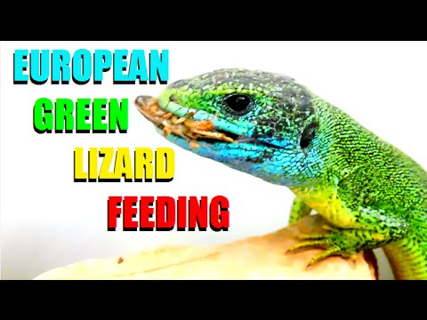 European Green Lizard FEEDING ( Lacerta viridis )
