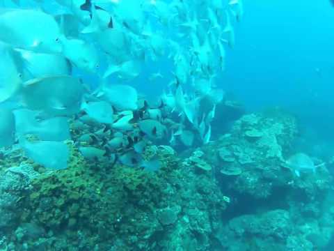 Narcosis at 15m XD - Sodwana Bay - Antons