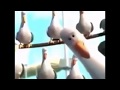 Seagulls Breakfast Vine