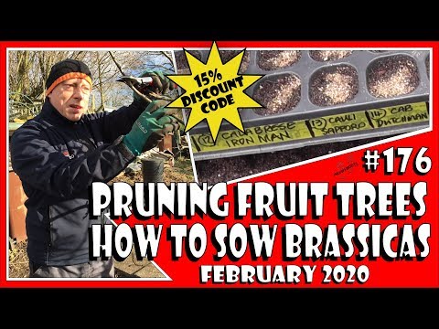 MuddyBootz Allotment #176 - Fruit Tree Pruning - Sowing Brassicas, Tomatoes, Leeks. Discount Codes