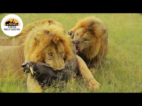 Mistério de Maasai Mara Sobrevivência dos Animais Selvagens #animaisselvagens | Vidas Selvagens