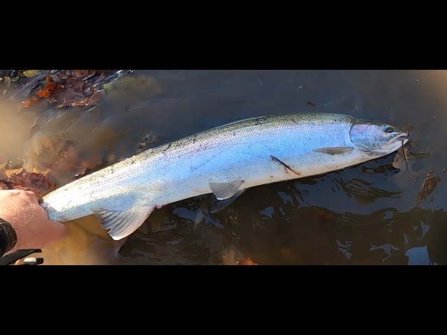 Judge.me YouTube video placeholder