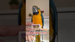 3 Most Useful Tools for Training a Macaw or any Parrot