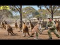 🦘 Why Australian Hunters Deal With Kangaroos And Invasive Species