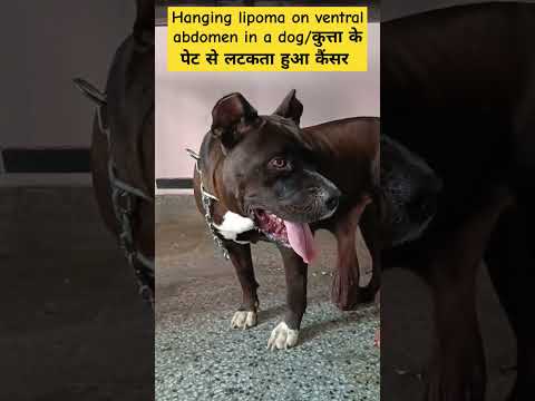कुत्ता के पेट से लटकता हुआ कैंसर/hanging lipoma on the ventral abdomen in a dog/Surgical excision