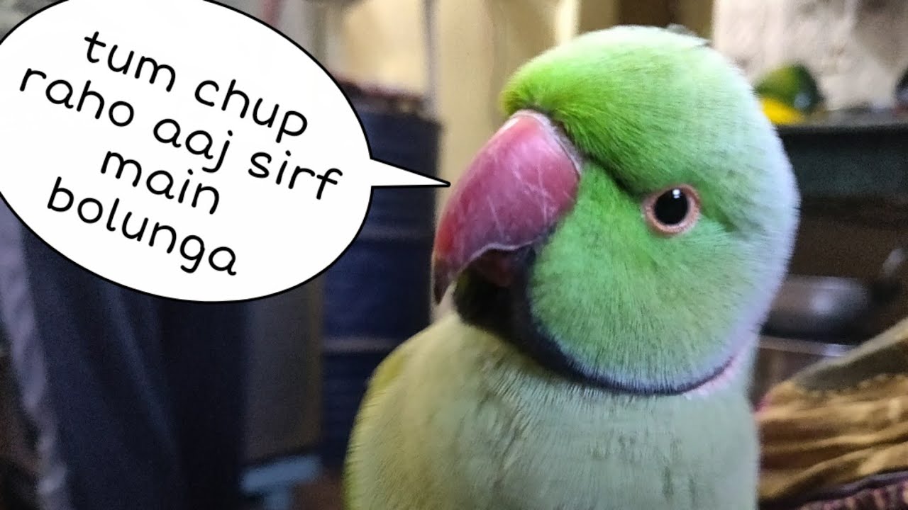 Aaj dil me jo tha sb bol diya mitthuwa || parrot talk everything ||best talking parrot #destech