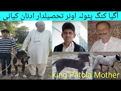 Very Hard Bully Breed Dog Name King Patola Owner Tehsildar Adnan Kiani.Ch Ramzan .Gulaam.M.Magyana