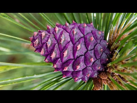 Crimzon Clover WORLD IGNITION - Time Attack Master++ 78 Million (Type Z)